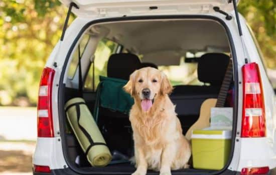 Descubre los mejores lugares para disfrutar con tu mascota