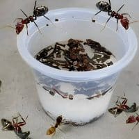 receta casera para matar hormigas